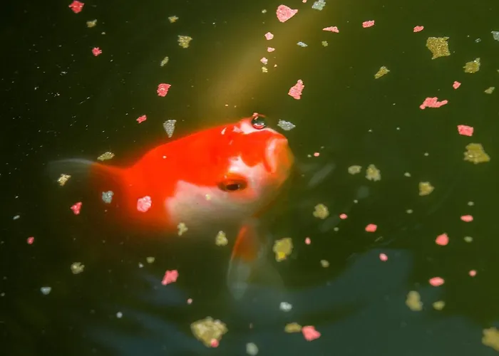 Quattrocolli Apartman *